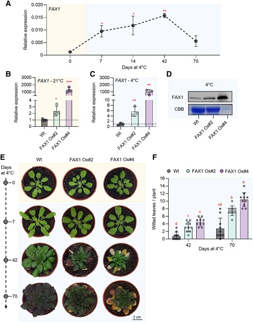 Gene expression, immunoblot, and phenotypic analysis of 2 independent Arabidopsis FAX1 overexpression lines (FAX1 Ox#2 and FAX1 Ox#4) and Wt plants grown under standard and cold (4 °C) conditions. Plants were grown under standard conditions (21 °C day and night, 10 h day length, and 120 µE light intensity) for 3 wks and then treated with cold (4 °C day and night, 10 h day length, and 120 µE light intensity). A) Expression of FAX1 by qRT-PCR under standard growth conditions (0 d at 4 °C) and several days during cold treatment (7, 14, 42, and 70 d at 4 °C). Data represent relative mean expression levels of 3 biological replicates and are normalized to standard conditions (0 d at 4 °C) using UBQ as an internal control. Relative expression of FAX1 by qRT-PCR under B) standard growth conditions and C) 7 d after cold treatment. Data represent relative mean expression levels and are normalized to the Wt using UBQ as an internal control. D) Immunoblot analysis of FAX1 in crude extract from plants grown at 4 °C for 7 d. The image of the Coomassie stained gel (CBB) shows equal loading of protein samples from Wt and FAX1 Ox#2 with 30 µg per lane. The amount of FAX1 Ox#4 protein is reduced to 3 µg. E) Rosette phenotype of representative Wt, FAX1 Ox#2, and FAX1 Ox#4 under standard growth conditions (0 d at 4 °C) and after cold treatment (7, 42, and 70 d at 4 °C). F) Number of wilted leaves per plant after 42 and 70 d of cold treatment. Error bars in A) represent ± Sem. Error bars in B), C), and F) are ± Sd. Statistical differences between Wt and overexpressor lines in A), B), and C) were analyzed by Student's t test: *P-value ≤ 0.05; **P-value ≤ 0.01; ***P-value ≤ 0.001. Letters above error bars in F) indicate significant differences by 2-way ANOVA followed by Tukey’s test (P < 0.05) (Supplementary Data Set 3).