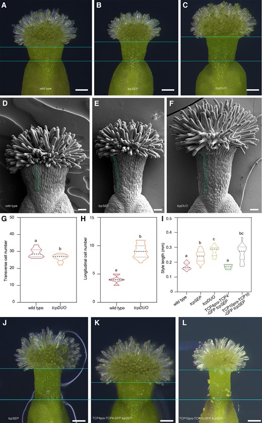 Disruption of Class II TCP transcription factors in septuple tcpSEP or duodecuple tcpDUO caused narrower and longer styles in the apical gynoecium. A to C) Styles from wild type (A), tcpSEP (B), and tcpDUO (C). The flowers of tcpSEP, tcpDUO, and wild-type control were emasculated at flower developmental stage 11. The apical gynoecium was then isolated and observed at 24 h after emasculation. Compared to the wild-type styles, those of tcpSEP and tcpDUO were narrower and longer. Bars = 100 μm. D to F) SEM observation of the styles from wild type (D), tcpSEP (E), and tcpDUO (F). In comparison with the wild type, the cell number along the basal–apical axis was obviously increased in the styles of tcpSEP and tcpDUO. Bars = 50 μm. G) Statistical analysis of the transverse cell number of wild type and tcpDUO. The closed circles represent quartiles, and the short black lines represents the medians in the violin plot. Statistical significance was determined by one-way ANOVA (n = 16). Significant differences at P < 0.05 are indicated by different lowercase letters (Supplementary Data Set 8). H) Statistical analysis of the longitudinal cell number of wild type and tcpDUO. The closed circles represent quartiles, and the short black lines represents the medians in the violin plot. Statistical significance was determined by one-way ANOVA (n = 16). Significant differences at P < 0.05 are indicated by different lowercase letters (Supplementary Data Set 8). I) Statistical analysis of the style lengths of wild type, tcpSEP, tcpDUO, TCP4pro-TCP4-GFP tcpSEP, and TCP10pro-TCP10-GFP tcpSEP. The closed circles represent quartiles, and the short black lines represents the medians in the violin plot. Statistical significance was determined by one-way ANOVA (n ≥ 10). Significant differences at P < 0.05 are indicated by different lowercase letters (Supplementary Data Set 8). J to L) Styles from tcpSEP (J), TCP4pro-TCP4-GFP tcpSEP (K), and TCP10pro-TCP10-GFP tcpSEP (L). The narrower and longer styles of tcpSEP were complemented by transformation of TCP4pro-TCP4-GFP. Bars = 100 μm.