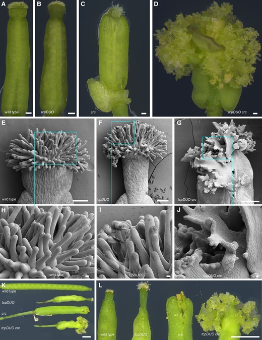 TCP transcription factors play redundant and crucial roles in regulating the identity of the apical gynoecium with CRC. A to D) Gynoecium from wild type (A), tcpDUO(B), crc(C), and tcpDUO crc(D). The flowers of wild type, tcpDUO, crc, and tcpDUO crc were emasculated at flower developmental stage 11. The apical gynoecium was then isolated and observed at 24 h after emasculation. Bars = 100 μm. E to J) SEM analysis of the apical gynoecium from wild type (E, H), tcpDUO (F, I), and tcpDUO crc (G, J). H to J) Close-up view of the apical gynoecium from (E to G). Many lamellar structures with indeterminate protuberances grew on the apical gynoecium of tcpDUO crc. Scale bars, 100 μm in (E to G), 10 μm in (H to J). K, L) Siliques and close-up views showing the apical gynoecium from wild type, tcpDUO, crc, and tcpDUO crc. Bars = 1 mm.