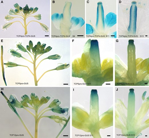 The expression patterns of TCP4, TCP5, and TCP12 at different flower developmental stages. A) GUS staining of TCP4pro-TCP4-GUS showed that TCP4 was expressed in pistils at nearly all flower developmental stages. Bars = 100 μm. B to D) TCP4 protein was detected at stage 9 (B), stage 11 (C), and stage 13 (D). Bars = 100 μm. E, H) GUS staining of inflorescences from TCP5pro-GUS (E) and the TCP12pro-GUS (H) showed that TCP5 and TCP12 were expressed in the gynoecia of young and old flowers. Bars = 100 μm. F, G) The expression patterns of TCP5 at flower developmental stage 11 (F) and stage 13 (G). Bars = 100 μm. I, J) The expression patterns of TCP12 at flower developmental stage 11 (I) and stage 13 (J). TCP5 and TCP12 were predominantly expressed in the stigma and style of the apical gynoecium. Bars = 100 μm.