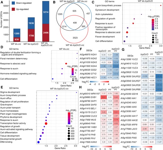 TCPs and CRC synergistically regulate many important transcription factors and auxin-related genes. A) DEGs (fold change ≥ 2.0 or ≤ −2.0 and false discovery rate < 0.05) between the apical gynoecia from wild type, crc, tcpDUO, and tcpDUO crc. B) Overlapping DEGs for the WT vs tcpDUO, WT vs crc, and WT vs tcpDUO crc comparisons. C to E) GO analysis of the DEGs in the WT vs tcpDUO (C), WT vs crc (D), and WT vs tcpDUO crc comparisons (E). The terms stigma development, auxin biosynthetic process, auxin polar transport, and response to auxin and transcription factor activity were significantly enriched in WT vs tcpDUO crc. F, H) Heatmap analysis of DEGs encoding transcription factors related to flower development. G) Heatmap analysis of genes related to auxin biosynthesis, transport and signaling.