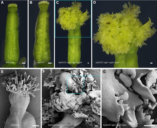 NGA synergistically specifies the identity of the apical gynoecia with TCP transcription factors. A to D) Gynoecium from wild type (A), tcpDUO (B), and tcpDUO nga1 nga2 nga4 (C, D). D) Close-up view of the apical gynoecium from (C). The flowers of wild type, tcpDUO, and tcpDUO nga1 nga2 nga4 were emasculated at flower developmental stage 11. The apical gynoecium was then dissected and observed at 24 h after emasculation. Bars = 100 μm. E to G) SEM analysis of the apical gynoecium from tcpDUO (E) and tcpDUO nga1 nga2 nga4 (F, G). G) Close-up view of the apical gynoecium from (F). The apical gynoecium of tcpDUO nga1 nga2 nga4 displayed an unknown tissue that consisted of many lamellar structures, similar to the tcpDUO crc mutant. Bars = 100 μm.