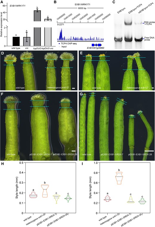 TCP4 directly binds to the EXB1 promoter to negatively regulate EXB1 expression to finely modulate the morphology of styles. A) Relative expression levels of EXB1 in the wild type, crc, tcpDUO, and tcpDUO crc apical gynoecium were detected by RT-qPCR. Actin2 was used as the internal reference. The reported results are the mean (±Sd) of three biological replicates. One-way ANOVA was performed with LSD/Duncan pairwise comparison testing. Different lowercase letters indicate significant differences (P < 0.05). B) ChIP-seq data showed that TCP4 protein was enriched in the promoter region of EXB1 in vivo. C) EMSA analysis indicated that TCP4 protein was directly bound to the promoter of EXB1 in vitro. D) Gynoecium from wild type and heterozygous exb1-D. Bars = 10 μm. E) Siliques from the apical gynoecium of wild type and heterozygous exb1-D. Bars = 1 mm. F) Gynoecium from wild type, pEXB1–EXB1–SRDX-7, and pEXB1–EXB1–SRDX-26. Bars = 10 μm. G) Siliques from the apical gynoecium of wild type, pEXB1–EXB1–SRDX-7, and pEXB1–EXB1–SRDX-26. Bars = 1 mm. H) Statistical analysis of the style lengths of wild type, heterozygous exb1-D, pEXB1–EXB1–SRDX-7, and pEXB1–EXB1–SRDX-26 apical gynoecium at flower development stage 11. The closed circles represent quartiles, and the short black lines represents the medians in the violin plot. Statistical significance was determined by one-way ANOVA (n ≥ 18). Significant differences at P < 0.05 are indicated by different lowercase letters (Supplementary Data Set 8). I) Statistical analysis of the style lengths of wild type, heterozygous exb1-D, pEXB1–EXB1–SRDX-7, and pEXB1–EXB1–SRDX-26 siliques. The closed circles represent quartiles, and the short black lines represents the medians in the violin plot. Statistical significance was determined by one-way ANOVA (n = 15). Significant differences at P < 0.05 are indicated by different lowercase letters (Supplementary Data Set 8).