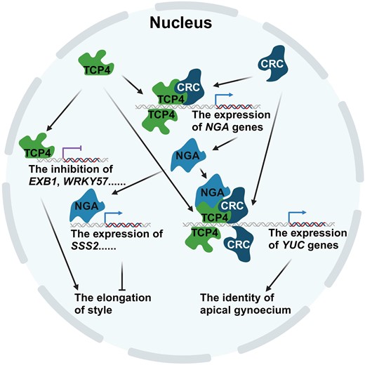Working model of TCP transcription factors in the control of apical gynoecium identity (created with BioRender.com). TCP4 and CRC are co-expressed in the developing apical gynoecia. TCP4 directly binds to the promoters of EXB1 or NGAs. EXB1 is negatively regulated, and NGAs are positively regulated by TCP4 or TCP4–CRC complex. SSS2 is upregulated by NGAs. The downregulation of EXB1 and the upregulation of SSS2 inhibit the elongation of style. TCP4 and CRC independently upregulate or form complexes with NGAs to upregulate the expression of YUCs in determining the identity of the apical gynoecium.