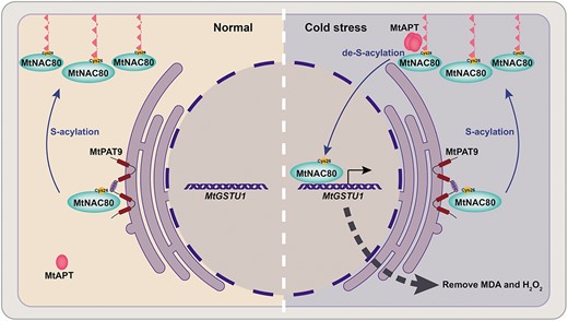 Sudden cold stress triggers de-S-acylation of the transcription factor MtNAC80 by an acyl protein thioesterase (MtAPT), removing MtNAC80's lipid anchor and allowing it to translocate from the plasma membrane to the nucleus. Here MtNAC80 upregulates expression of genes such as MtGSTU1, which reduce levels of reactive oxygen species like MDA and H2O2, protecting the plant from cold-induced oxidative damage. S-acylation at Cys26 by the protein S-acyltransferase MtPAT9 returns MtNAC80 to the plasma membrane, where it resides under normal conditions. Adapted from Ye et al. (2024), Figure 9.
