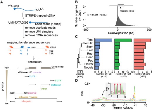 Annotation and evaluation of TSRs detected by survey of transcription initiation at promoter elements with STRIPE-seq. A) Workflow of processing STRIPE-seq reads and hierarchical annotation strategy and schematic representation of the annotation of TSRs to the reference genome. The priority annotation levels, ranked from high to low, are displayed on the left side of the bottom panel. B) The distribution of TSRs compared with annotated TSSs (Williams 82 version 2). The boxplot at the top illustrates the distribution of distances between annotated TSSs and the detected TSRs. In each box plot, borders represent the first and third quartiles, center line denotes median, and whiskers extend to 1.5 times the IQR beyond the quartiles. C) Statistics are provided for the numbers of TSSs, TSRs, and genes covered in 8 tissues and the total. The cladogram on the left shows the distances among tissues, calculated using the Euclidean metric based on the relative abundance of TSRs. For each tissue, we only have 1 replicate for quantification. D) Sequence patterns around all unique TSSs. The TSS was defined as the peak site of the TSR. The motif in the central panel represents the TATA-box calculated in soybean.