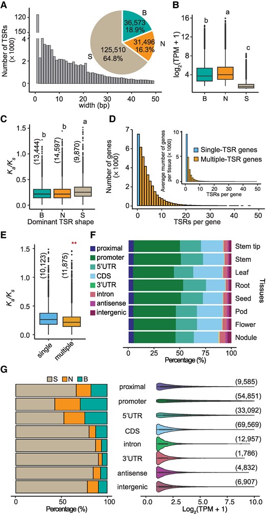 The characteristics of TSRs detected by STRIPE-seq in soybean. A) The bar plot displays the length distribution of TSRs. The number and proportion of the 3 TSR shapes are displayed in the pie chart. Only the length of TSRs that are <50 bp were displayed in the bar plot. B) The expression levels of genes with different TSRs. The values depicted represent TPM, which is a normalized expression level calculated using the reads from STRIPE-seq for a given gene. The number of the 3 TSR shapes was present in the pie chart in panel A. Statistical analysis was performed using one-way ANOVA with multiple comparisons, and significant differences are indicated by letters on the plot. C) The Ka/Ks value of TSRs in the 3 shape categories. The numbers in parentheses represent the sample size. Statistical analysis was performed using one-way ANOVA with multiple comparisons, and significant differences are indicated by letters on the plot. D) The number distribution of TSRs per gene. The outer and inner bar plots display the distribution in total and average of each tissue, respectively. E) The Ka/Ks value of TSRs in single and multiple-TSR genes. “single” and “multiple” represent single-TSR and multiple-TSR genes, respectively. The numbers in parentheses represent the sample size. F) The relative proportion of TSRs in different annotated features in each tissue. G) The left panel shows the proportion of 3 TSR shapes within each gene feature; The right panel presents the abundance of TSRs, normalized by STRIPE-seq reads (TPM), illustrating the distribution of TSR abundance across different gene features. “B”, “N”, and “S” represent “Broad”-, “Narrow”-, and “Single-base”-shaped TSRs, respectively. The numbers in parentheses represent the sample size. The Kolmogorov–Smirnov (KS) test was performed to assess statistical significance (**P-value < 0.01). In each box plot across all panels, the box borders represent the first and third quartiles, the center line indicates the median, and the whiskers extend to 1.5 times the IQR beyond the quartiles. Dots represent outliers.