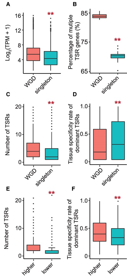 The characteristics of TSR divergence after WGD in soybean. A) The transcript abundance of the genes in each gene group. The transcript abundance was normalized by TPM and log2 transformed. B) The percentage of multiple TSR genes in each gene group. C) The number of TSRs in 1 gene in each gene group. D) The tissue-specific rate of dominant TSRs in each gene group. The numbers of WGD and singleton genes shown in the figures are 4,431 and 17,567, respectively. E) The number of TSRs in 1 gene in highly expressed WGD copies and lowly expressed WGD copies (n = 3,002). F) The tissue-specific rate of dominant TSRs in high-expressed WGD copies and lower-expressed WGD copies (n = 3,002). Only 2 copies of each of the WGD pairs showing a 2-fold difference in expression levels were included in this comparison. The y-axes showed the average values of all genes in the same category labeled on the x-axes per gene. The KS test was performed to assess statistical significance in the figure (**P-value < 0.01). In each box plot across all panels, the box borders represent the first and third quartiles, the center line indicates the median, and the whiskers extend to 1.5 times the IQR beyond the quartiles. Dots represent outliers.