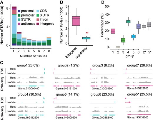 ATI among different tissues in soybean. A) The number of TSRs present in a given number of tissues. Different colors represent different annotated features. B) The number of tissue-specific TSRs in intragenic and regulatory regions (n = 32). The KS test was performed to assess statistical significance (**P-value <0.01). C) Examples of TSRs in root and nodule to illustrate the definition of each group. The red and green colors represent the sense and antisense TSRs relative to the reference genome. The gray bars represent the read coverage of RNA-seq in a given gene, whereas the bar at the bottom represents the structure of the gene models. The value inside the parentheses represents the percentage of genes in each group when comparing roots with nodules. D) The percentage of genes in each group when comparing between 2 tissues. Each percentage reflects one of the 28 possible pairwise tissue comparisons (n = 28). The number on the x-axis represents the group number. While percentages for groups 1 to 6 are calculated based on the total number of genes, the percentages for Group 2* and Group 5* are calculated relative to the total numbers of genes in Groups 2 and 5, respectively. In each box plot across all panels, the box borders represent the first and third quartiles, the center line indicates the median, and the whiskers extend to 1.5 times the IQR beyond the quartiles.