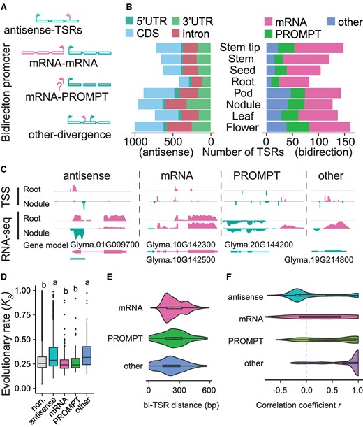 The characteristics of antisense- and bidirectional TSRs in soybean. A) Schematic representation of the categories of antisense- and bidirectional TSRs. The rectangle represents the exons of a given gene. B) The number of antisense-TSRs (left panel) in annotated gene features and the catteries of bidirectional TSRs (right panel) in each tissue. C) Examples of antisense- and bidirectional TSRs in the root and nodule tissues. D) The evolutionary rate (Ks) in genes with different TSR categories. “non.” represents genes without antisense- and bidirectional TSRs. Statistical analysis was performed using one-way ANOVA with multiple comparisons, and significant differences are indicated by letters on the plot. E) The distance distribution of 3 types of bidirectional TSRs. The x-axis represents the longest distance between 2 directional TSRs in 1 bidirectional TSR. F) The correlation of antisense-TSR and the sense TSR abundance among tissues in each category. “antisense”, “mRNA”, “PROMPT”, and “other” represent bidirectional TSRs belonging to the antisense-TSR, mRNA-mRNA, mRNA-PROMPT, and other- divergence categories, respectively. In each box plot across all panels, the box borders represent the first and third quartiles, the center line indicates the median, and the whiskers extend to 1.5 times the IQR beyond the quartiles.
