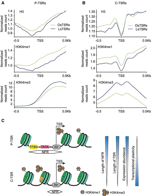 The distributions of histone modifications around the leaf-specific transcription start regions (LsTSRs) and the TSRs specific to each of the other 7 tissues (OsTSRs) located in given features in leaves. A) The distribution of markers around promoter (P)-TSRs. The numbers of OsTSRs and LsTSRs in promoter are 19,418 and 2,075, respectively. B) The distribution of markers around CDS-TSRs, C-TSRs. The numbers of OsTSRs and LsTSRs in CDS are 46,733 and 8,553, respectively. TSS was defined as the peak site of the TSR. C) Proposed model of nucleosome accessibility and histone modifications around P-TSRs and C-TSRs. The arrow represents the initial location and direction of transcription. C-TSRs and P-TSRs refer to TSRs located in CDS and promoter regions, respectively. Inr represents the initiator element.