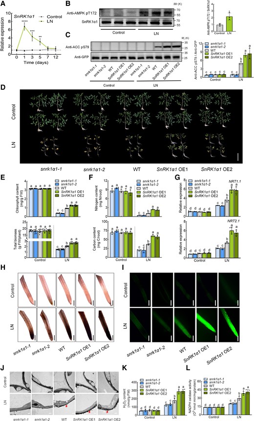 The role of SnRK1α1 in tomato response to low nitrogen stress. A) Expression of SnRK1α1 under control and low nitrogen conditions. The relative expression of wild type (WT) under low nitrogen conditions at 0 d was set to “1”. B) In vivo activity of SnRK1α1 in WT under control and low nitrogen conditions. Root proteins were separated by SDS-PAGE, and the phosphorylation of SnRK1α1 was detected using immunoblotting with anti-AMPK pT172 antibody. SnRK1α1 protein was used as a loading control. Left, immunoblots showing the phosphorylation of SnRK1α1. Right, amounts of the phosphorylation of SnRK1α1 determined by densitometry of protein bands from three experiments. Band intensity was quantified by ImageJ. The ratio of anti-AMPK pT172/SnRK1α1 in the control was set to 1. C) In vivo activity of SnRK1α1 in WT, snrk1α1 mutants and SnRK1α1 overexpression (SnRK1α1 OE) plants under control and low nitrogen conditions. Root proteins were separated by SDS-PAGE and the ACC reporter phosphorylation was detected using immunoblotting with anti-ACC pS79 antibody. GFP-ACC (peptide) was used as a loading control with anti-GFP antibody. Left, immunoblots showing the ACC reporter phosphorylation. Right, amounts of the ACC reporter phosphorylation determined by densitometry of protein bands from three experiments. Band intensity was quantified by ImageJ. The ratio of anti-ACC pS79/anti-GFP in the WT under control conditions was set to 1. D) Phenotypes of WT, snrk1α1 mutants and SnRK1α1 OE plants under low nitrogen stress. Bars: 10 cm. Images were digitally extracted for comparison. E) Chlorophyll content (upper panel) and biomass (lower panel) of WT, snrk1α1 mutants, and SnRK1α1 OE plants. F) Nitrogen (upper panel) and carbon (lower panel) contents in the roots of WT, snrk1α1 mutants, and SnRK1α1 OE plants under low nitrogen stress. Contents were calculated by multiplying the dry weight of the roots with their nitrogen and carbon concentrations. G) Gene expression of NRT1.1 (upper panel) and NRT2.1 (lower panel) in the roots of WT, snrk1α1 mutants, and SnRK1α1 OE plants under low nitrogen stress. Relative expression of WT under control conditions was set to “1”. H) In situ detection of ROS by 3,3′-diaminobenzidine (DAB) staining of roots. Bars for DAB staining: 300 μm. Images were digitally extracted for comparison. I) H2DCF-DA fluorescence (DCF) staining of roots. Bars: 300 μm. J) Detection of apoplastic H2O2 by CeCl3 staining under low nitrogen stress. Bars: 0.5 μm. Arrows indicate the accumulation of H2O2. K) H2O2 content in the roots of WT, snrk1α1 mutants, and SnRK1α1 OE plants under low nitrogen stress. L) NADPH oxidase activity in the roots of WT, snrk1α1 mutants, and SnRK1α1 OE plants under low nitrogen stress. Error bars represent SD; data are means ± SD of 3 biological replicates in (B, C, F), 4 biological replicates in (A, G, K, L), and 10 biological replicates in (D, E, H, I, J). Experiments were repeated three times with similar results. Asterisks above the bars represent significant differences by Student's t-tests in (A, B). ****, P < 0.001; ***, P < 0.001; **, P < 0.01; *, P < 0.05. Distinct letters above the bars signify significant differences at P < 0.05 level, as determined by one-way ANOVA (E, F) and two-way ANOVA (C, G, K, L) with Tukey's multiple comparison test. Precise P-values from these statistical tests are detailed in the Supplementary Data Set 10.