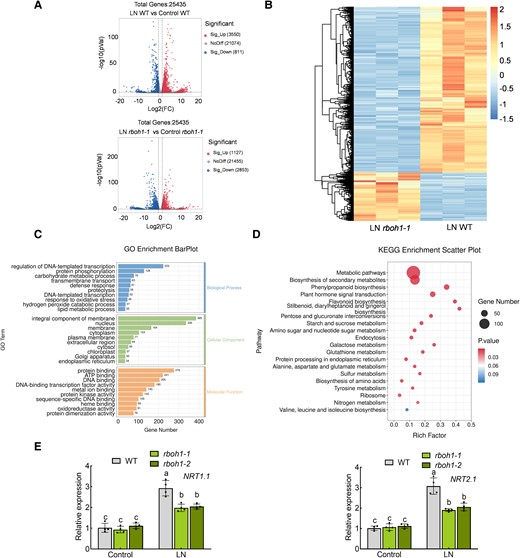 RNA-seq analysis of wild type (WT) and rboh1 roots under low nitrogen stress. A) Volcano plot of differentially expressed genes (DEGs) between WT and rboh1 under low nitrogen stress. B) Heatmap of DEGs between WT and rboh1 under low nitrogen stress. The color scale indicates different log2 (FPKM) values of DEGs. C) Gene ontology (GO) annotation and categorization of genes downregulated in rboh1 mutants compared to WT under low nitrogen stress. D) Kyoto Encyclopedia of Genes and Genomes (KEGG) enrichment analysis of genes downregulated in rboh1 mutants compared to WT under low nitrogen stress. E) Gene expression of NRT1.1 (left panel) and NRT2.1 (right panel) in the roots. The relative expression of WT under control conditions was set to “1”. Error bars represent SD; data are means ± SD of n = 4 biological replicates in (E). Experiments were repeated three times in (E) with similar results. Distinct letters above the bars signify significant differences at the P < 0.05 level, as determined by two-way ANOVA (E) with Tukey's multiple comparison test. Data are provided in the Supplementary Data Sets 1 to 4 and 6. Precise P-values from these statistical tests are detailed in the Supplementary Data Set 10.