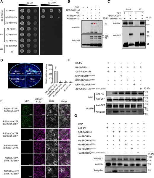 SnRK1α1 interacts with and phosphorylates RBOH1 in vivo and in vitro. A) Yeast two-hybrid assays confirming the interaction between SnRK1α1 and RBOH1 or the N terminus of RBOH1 (RBOH1/N). Yeast grown on SD/-Leu/-Trp (-LW) for 2 d or SD/-Leu/-Trp/-Ade/-His (-LWAH) medium for 5 d. B) GST pull-down assays showing the interaction between SnRK1α1 and RBOH1/N. GST protein as negative control. The star indicates His-RBOH1/N. Molecular weight (kDa) markers are on the left side of the blots. C) Co-immunoprecipitation (Co-IP) assays showing the SnRK1α1-RBOH1/N interaction in N. benthamiana leaves. The immunoprecipitated products were detected with anti-HA and anti-GFP antibodies, respectively. D) Split luciferase complementation assays showing the interaction between SnRK1α1 and RBOH1/N. RBOH1/N-nLUC and SnRK1α1-cLUC constructs co-transformed into N. benthamiana leaves, LUC signal detected after 48 h. Left panel shows representative pictures, right panel shows luciferase activity. E) Bimolecular fluorescence complementation (BiFC) assays showing interaction between SnRK1α1 and RBOH1. Full-length RBOH1, RBOHA, RBOH1/N, and the C terminus of RBOH1 (RBOH1/C) were fused to nYFP fragments, while SnRK1α1 and SnRK1α2 were fused to cYFP fragments, respectively. mCherry-FLS2 fusion protein served as a marker for plasma membrane localization. Bars: 25 μm. F) In vivo phosphorylation of RBOH1/N mediated by SnRK1α1. RBOH1/N-GFP and its variants (RBOH1/NS188A-GFP, RBOH1/NS189A-GFP, RBOH1/NS308A-GFP, RBOH1/NS188A, S189A, S308A-GFP) were co-expressed with SnRK1α1-HA (empty vector as a negative control) in N. benthamiana leaves. Phosphorylated RBOH1/N and its variants were precipitated by GFP-Trap, and immunoblotted with anti-phospho-serine (anti-pSer) antibody. G) In vitro phosphorylation of RBOH1/N mediated by SnRK1α1. Recombinant GST-SnRK1α1 (empty vector as a negative control) was incubated with various His-tagged RBOH1/N and its variants in reaction buffer. Phosphorylated proteins were detected by anti-pSer antibody after separation by SDS-PAGE. Error bars represent SD; data are means ± SD of 4 biological replicates in (D). Experiments were repeated three times with similar results. Distinct letters above the bars signify significant differences at the P < 0.05 level, as determined by one-way ANOVA (D) with Tukey's multiple comparison test. Precise P-values from these statistical tests are detailed in the Supplementary Data Set 10.