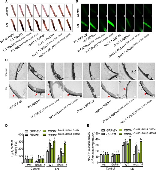 Phosphorylation of RBOH1 by SnRK1α1 activates ROS production. A) In situ detection of ROS by 3,3′-diaminobenzidine (DAB) and (B) H2DCF-DA fluorescence (DCF) staining in the roots of different transgenic plants: proRBOH1:GFP-EV (empty vector) (GFP-EV), proRBOH1:GFP-RBOH1 (RBOH1), proRBOH1:GFP-RBOH1S188A, S189A, S308A (RBOH1S188A, S189A, S308A) and phospho-mimic variants proRBOH1:GFP-RBOH1S188D, S189D, S308D (RBOH1S188D, S189D, S308D) in WT and rboh1-1 mutants. Bars: 300 μm. Images were digitally extracted for comparison in (A). C) Detection of apoplastic H2O2 by CeCl3 staining in the roots of different transgenic plants. Bars: 0.5 μm. Arrows indicate the accumulation of H2O2. D) H2O2 content and (E) NADPH oxidase activity in the roots of different transgenic tomato plants under low nitrogen stress. Error bars represent SD; data are means ± SD of 4 biological replicates in (D, E), 10 biological replicates in (A, B, C). Experiments were repeated three times with similar results. Distinct letters above the bars signify significant differences at the P < 0.05 level, as determined by two-way ANOVA (D, E) with Tukey's multiple comparison test. Precise P-values from these statistical tests are detailed in the Supplementary Data Set 10.