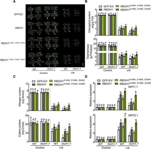 Phosphorylation of RBOH1 by SnRK1α1 enhances tolerance to low nitrogen stress. A) Phenotypes of different transgenic plants: proRBOH1:GFP-EV (empty vector) (GFP-EV), proRBOH1:GFP-RBOH1 (RBOH1), proRBOH1:GFP-RBOH1S188A, S189A, S308A (RBOH1S188A, S189A, S308A) and phospho-mimic variants proRBOH1:GFP-RBOH1S188D, S189D, S308D (RBOH1S188D, S189D, S308D) in WT and rboh1-1 mutants under low nitrogen stress. Bars: 10 cm. Images were digitally extracted for comparison. B) Chlorophyll content (upper panel) and biomass (lower panel) of different transgenic plants under low nitrogen stress. C) Nitrogen (upper panel) and carbon (lower panel) contents in the roots of different transgenic plants under low nitrogen stress. The contents were calculated by multiplying the dry weight of the aerial parts with their nitrogen and carbon concentrations. D) Gene expression of NRT1.1 (upper panel) and NRT2.1 (lower panel) in the roots of different transgenic plants under low nitrogen stress. The relative expression of WT GFP-EV under control conditions was set to “1”. Error bars represent SD; data are means ± SD of 3 biological replicates in (C), 4 biological replicates in (D), 10 biological replicates in (A, B). Experiments were repeated three times with similar results. Distinct letters above the bars signify significant differences at the P < 0.05 level, as determined by one-way ANOVA (B, C) and two-way ANOVA analysis (D) with Tukey's multiple comparison test. Precise P-values from these statistical tests are detailed in the Supplementary Data Set 10.