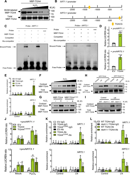 The oxidation of TGA4 by RBOH1-induced H2O2 promotes the expression of NRT1.1 and NRT2.1. A) Oxidative modification of TGA4 was analyzed using the BIAM labeling assay. MBP-TGA4 protein was treated with different H2O2 concentrations (0 μM, 1 μM, 10 μM, 100 μM, 1 mM), labeled with BIAM and detected by immunoblotting with HRP-conjugated streptavidin and anti-MBP antibodies. B) Diagram showing the TGA4 binding site “TGACG” within the 2,000 bp regions of NRT1.1 and NRT2.1 promoters. C) EMSA testing the binding of MBP-TGA4 to probes from NRT1.1 and NRT2.1 promoters containing the TGACG motif. Mutated probes (TGACG to AAAAA) and competitors were also tested. Competitors and mutant competitors (Mu-competitor) were used at 1,000-fold. D) Dual-luciferase assays determined TGA4's regulatory effects on NRT1.1 and NRT2.1 promoters. The ratios of firefly luciferase/Renilla luciferase (LUC/REN) of the empty vector (EV) plus promoters under normal conditions were set as “1”. E) CUT&RUN qPCR assays tested TGA4 binding to NRT1.1 and NRT2.1 promoters under control and low nitrogen conditions. The relative enrichment of the WT GFP-EV-IgG (EV-IgG) under control conditions was set to “1”. WT, wild type. F) Biotin switch assay analyzed oxidative modification of MBP-TGA4. H2O2 concentrations: 0, 1, 10, 100 μM, 1 mM (G) Effects of mutating Cys-334 on H2O2-induced cysteine oxidation in MBP-TGA4. MBP-TGA4 proteins treated with H2O2 (1 mM) were labeled with BIAM, captured with streptavidin beads, and detected by immunoblotting with anti-MBP antibody. H) Low nitrogen and H2O2 (500 μM) treatments increased oxidative modification of TGA4. I) Oxidative modification of TGA4 was decreased in WT and rboh1 mutants. Proteins in (H, I) were analyzed for biotin labeling. J) Dual-luciferase assays measured regulatory effects of TGA4 and TGA4C334S on NRT1.1 and NRT2.1 promoters after Mock and H2O2 treatment. The ratios of LUC/REN for the EV combined with the promoters under normal conditions were set to “1”. K) CUT&RUN qPCR assessed TGA4 and TGA4C334S binding to NRT1.1 and NRT2.1 promoters under control and low nitrogen conditions. The relative enrichment of the EV-IgG under control conditions was set to “1”. L) CUT&RUN qPCR evaluated TGA4 binding to NRT1.1 and NRT2.1 promoters in WT and rboh1-1 mutants under control and low nitrogen conditions. The relative enrichment of WT GFP-TGA4-IgG (WT TGA4-IgG) samples under control conditions was set to “1”. Error bars represent SD; data are means ± SD of 3 biological replicates in (A, F, G, H, I), 4 biological replicates in (E, K, L), 6 biological replicates in (D, J). Asterisks above the bars represent significant differences by Student's t-tests in (D). ****, P < 0.0001. Experiments were repeated three times with similar results. Distinct letters above the bars signify significant differences at the P < 0.05 level, as determined by two-way ANOVA analysis (J) and three-way ANOVA (E, K, L) with Tukey's multiple comparison test. Precise P-values from these statistical tests are detailed in the Supplementary Data Set 10.