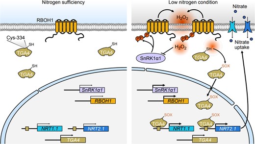 A model illustrating the role of SnRK1α1-RBOH1-induced H2O2 and its mediated oxidation of TGA4 in promoting low nitrogen tolerance. Under low nitrogen conditions, SnRK1α1 phosphorylates RBOH1 at Ser-188, Ser-189, and Ser-308, which activates H2O2 production. This H2O2 then induces oxidative modifications of TGA4, specifically at the Cys-334 residue. As a transcription factor, TGA4 binds to the promoters of NRT1.1 and NRT2.1, thereby regulating their expression under low nitrogen conditions. The H2O2-mediated oxidation of TGA4 increases its binding affinity to these promoters, boosting the expression of NRT1.1 and NRT2.1 and promoting nitrate uptake in roots. Excessive H2O2 also impacts SnRK1α1 activity, creating a negative feedback loop to help maintain redox balance under low nitrogen stress. H2O2, hydrogen peroxide; Cys, cysteine; Ser, serine. The inhibitory arrow indicates that excessive H2O2 acts to repress the activity of SnRK1α1. The thin and thick arrows represent varying levels of transcriptional activity of the target genes.