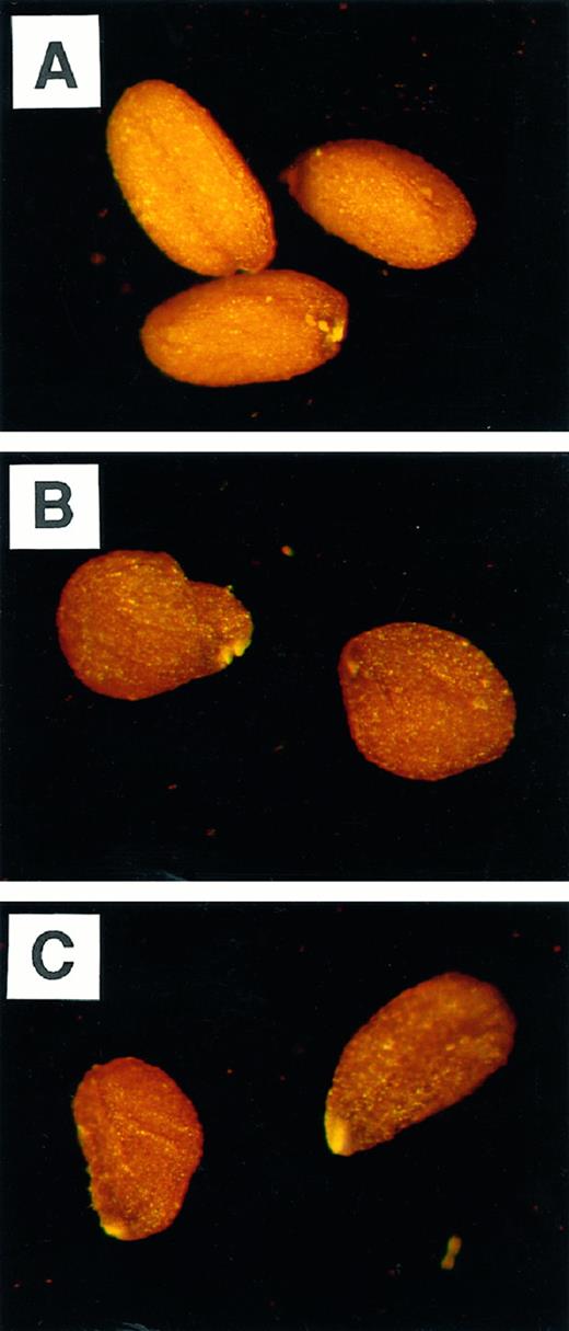 Appearance of wild-type (A),wri1–1 (B), and wri1–2 (C) mature seeds.