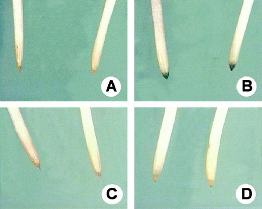 Seminal roots from maize plants stained with hematoxylin. A and C, Control (0 μm Al) plants after 4 and 24 h, respectively. B and D, Plants treated with 20 μm Al containing nutrient solution for 4 and 24 h, respectively.
