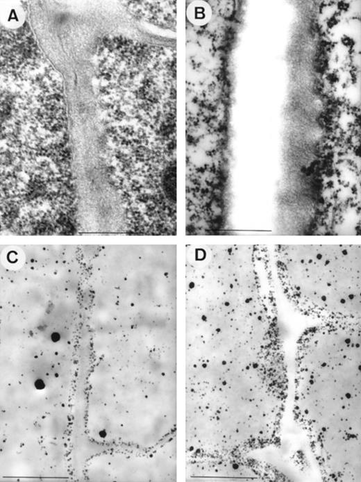 TEM images from longitudinal sections of root tips of maize plants exposed for 4 h to control (0 μm Al) (A and C) or 20 μm Al (B and D) in nutrient solution. A and B, Non-osmified, glutaraldehyde-fixed samples. C and D, PA-stained samples. Note thickening of cell walls (B) and higher amount of PA precipitates at the internal site of cell walls (D) in samples from Al-treated plants. Scale bars represent 0.5 μm in A and B, and 1.0 μm in C and D.