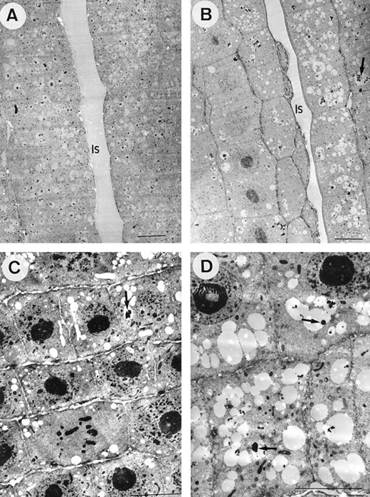 TEM images from longitudinal sections of root tips of maize plants exposed for 24 h to control (0 μmAl) (A and C) or 20 μm Al in nutrient solution (B and D). A and B, PA-stained samples. C and D, Non-osmified, glutaraldehyde-fixed samples. Note the abundance of electron-dense vacuolar deposits (arrows) in conventionally fixed samples from plants exposed to Al (D) in comparison with the scarce presence of deposits in controls (C). All scale bars represent 10 μm. Is, Intercellular space.