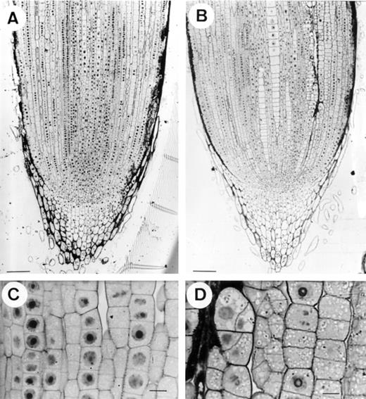 Light-microscopy images from longitudinal sections (PA stained) of root tips of maize plants exposed for 24 h to control (0 μm Al) (A and C) or 20 μmAl in nutrient solution (B and D). Controls (A and C) show well-organized cortical cell lines with almost horizontal cell-division planes. Al-exposed plants (B and D) exhibit irregular cell-division planes in internal cortical cells. A and B, Scale bars represent 100 μm; C and D, scale bars represent 10 μm.