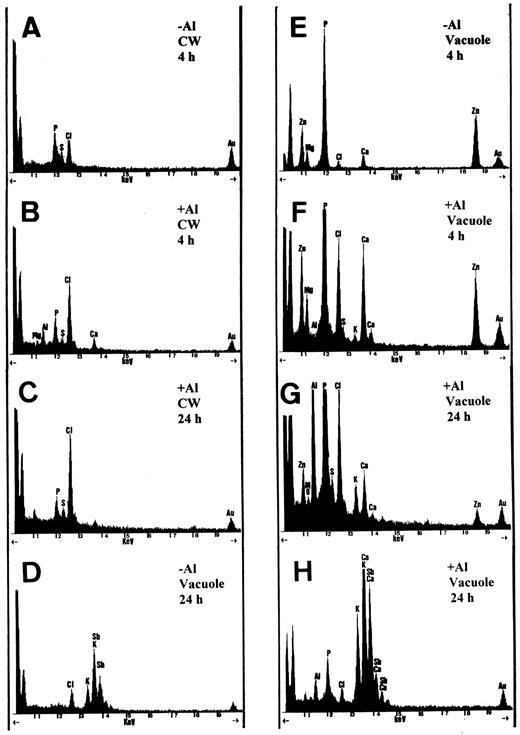 Representative EDXMA spectra from electron-dense deposits in cell walls (A–C) and vacuoles (D–H) of root-tip (0–1.5 mm) cells after 4-h (A, B, E, and F) and 24-h treatments (C, D, G, and H). A, D, and E are from control plants and B, C, F, G, and H are from Al-treated plants. All spectra are from glutaraldehyde-fixed samples, except D and H, which are from PA-stained samples. All spectra are printed at 1000 counts. Au is from the grid.