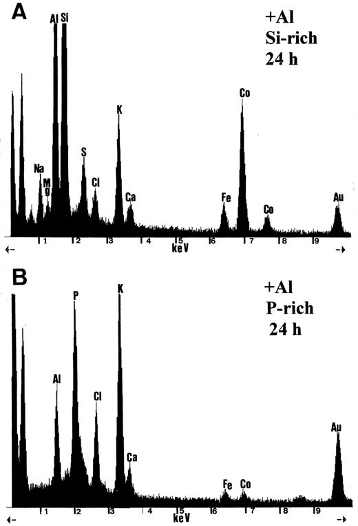 Representative EDXMA spectra from electron-dense deposits in the vacuoles of root-tip cortex cells (3 mm) of plants exposed to Al for 24 h. A, Al-containing deposit with high Si content. B, Al-containing deposit with P, but without Si. All samples were prepared by freeze-substitution. All spectra are printed at 1000 counts; Fe and Co are instrument contaminants; and Au is from the grid.