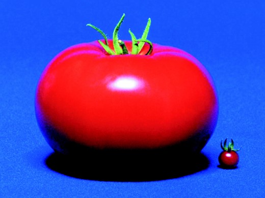 Cultivated tomato (left) and its wild relativeLycopersicon pimpinellifolium (right; approximate diameter of smaller tomato = 1 cm). (Photo kindly provided by Steve Tanksley.)