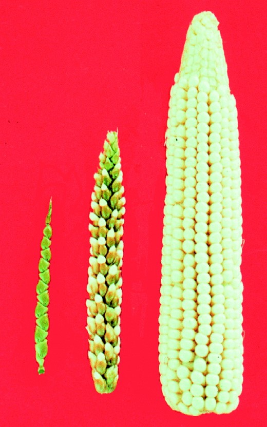 Modern corn hybrid (right), its wild relative teosinte (left), and their hybrid (cob in the center). (Photo kindly provided by John Doebley.)