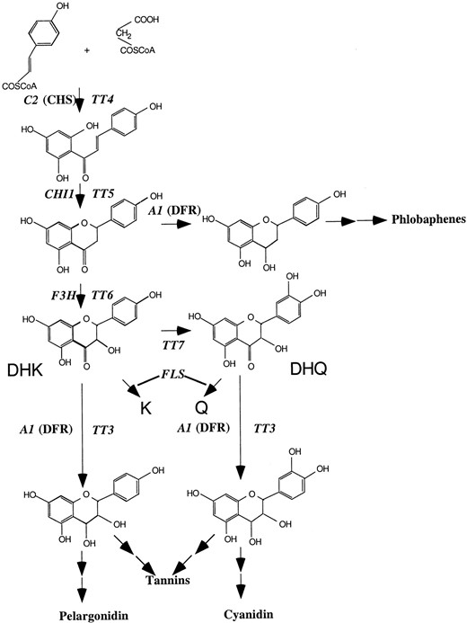 Flavonoid biosynthetic pathway. Only the enzymatic steps significant for the studies presented here are indicated, with the Arabidopsis and maize genes labeled. Dihydrokaempferol (DHK), kaempferol (K), dihydroquercetin (DHQ), quercetin (Q).