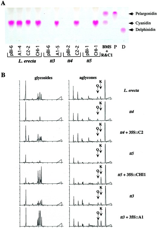 Anthocyanidin and flavonoid accumulation in wild type and transgenic Arabidopsis plants. A, Thin-layer chromatography (TLC) analysis of the anthocyanidins that accumulate in wild-type (Landsberg erecta) or mutant tt3, tt4, or tt5 Arabidopsis seedlings grown on low-nitrogen media expressing the maize C2, CHI, or A1genes. BMS R&C1 corresponds to the anthocyanidins found in BMS cells expressing the R and C1 regulators of anthocyanin biosynthesis (Grotewold et al., 1998). The pelargonidin standard (P) was obtained from geranium (Pelargonium cv Salmon Mbl Mix) flowers, and the delphinidin (D) from lisianthus (Eustoma grandiflorum Grise variety Royal Violet) flowers (see “Materials and Methods”). B, HPLC analysis of flavonoids present in methanol extracts of equivalent amounts (wet weight) of leaves from 4-week-old wild-type (Landsberg erecta) or mutant Arabidopsis, in the presence or absence of the maize C2, CHI1, orA1 genes. The left column shows the accumulation of the non-hydrolized glycosides, and the right column shows the accumulation of hydrolized aglycones. The mobility of Q or K standards is indicated by arrows.