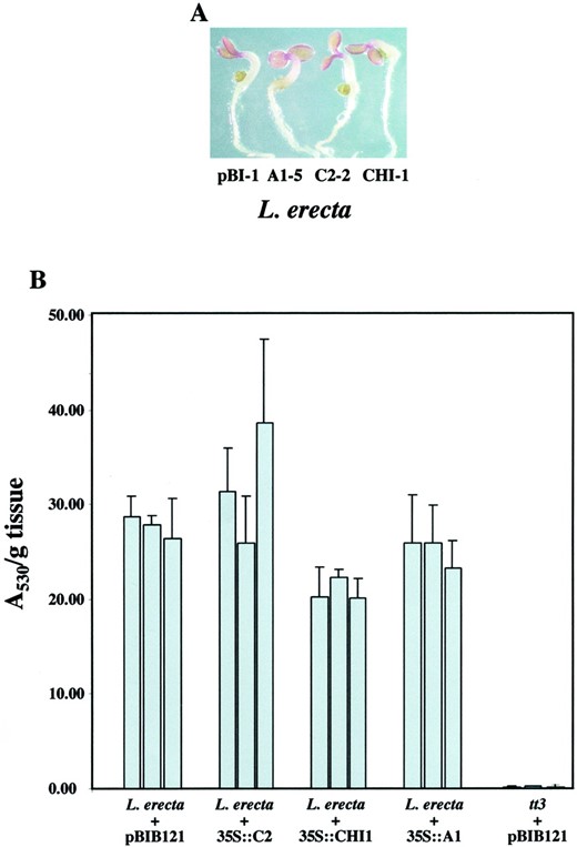Expression of the maize flavonoid biosynthetic genes in wild-type Arabidopsis seedlings does not result in an increase of anthocyanidin accumulation. A, Wild-type (Landsbergerecta) Arabidopsis seedlings expressing the maizeA1 (A1-5), C2 (C2-2), or CHI1 (CHI-1) genes show similar levels of pigment accumulation as compared with wild-type seedlings carrying the empty binary vector (pBI-1) when grown in low-nitrogen media. B, Comparison of cyanidin accumulation in seedlings of three lines of wild-type (Landsberg erecta) Arabidopsis expressing the maize genes. The error bars correspond to the sd of triplicate measurements for each line.