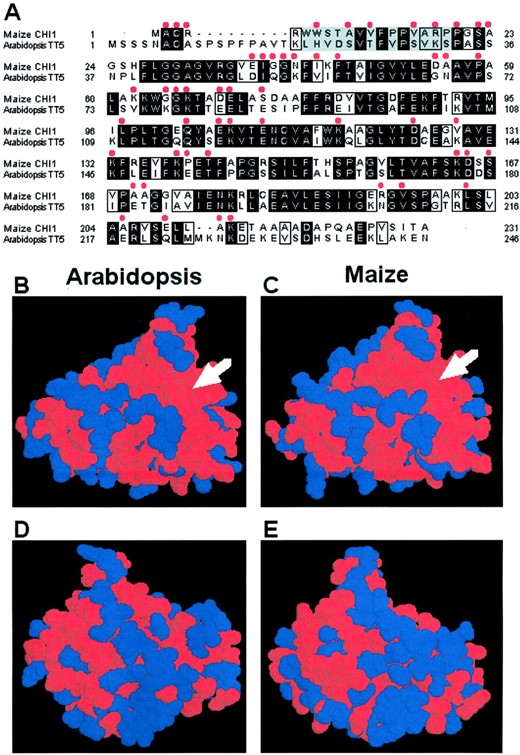 Comparison of structural models for the maize and Arabidopsis CHI enzymes. A, Alignment of the maize CHI1 with the Arabidopsis TT5-encoded CHI proteins. Identical residues are highlighted with a black background and conservative substitutions are boxed. The β1a, β1b, and β2β-strands suggested as providing a potential protein-protein interaction surface (Jez et al., 2000) are highlighted in gray. Residues that are clearly exposed to the solvent (defined here as having either more than 10 Å2exposed or being more than 33% solvent accessible as the same residue in an unfolded peptide) are indicated with red dots over the amino acid. B, Space filling model of the Arabidopsis CHI protein with the substrate-binding site indicated with an arrow. Residues that are identical in the maize and Arabidopsis proteins are indicated in red. C, Space filling model of the maize CHI1 protein, view is identical to B. D, Space filling model of the Arabidopsis CHI protein showing the opposite face. E, Space filling model of the maize CHI1, view is identical to panel D. The N- and C-terminal regions of the proteins were not included in the models.
