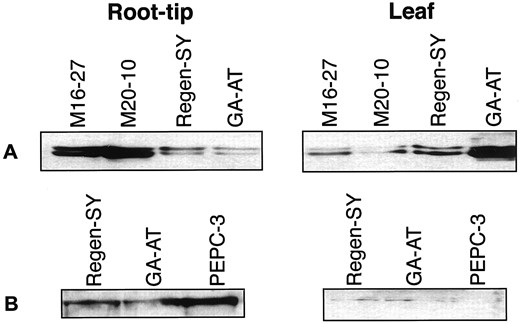 Immunoblot analysis of selected transgenic and untransformed alfalfa lines. Total soluble protein (10 μg/lane) from root-tips and leaf samples was separated by SDS-PAGE, blotted, and probed with neMDH (A) and PEPC (B) monospecific antibodies.