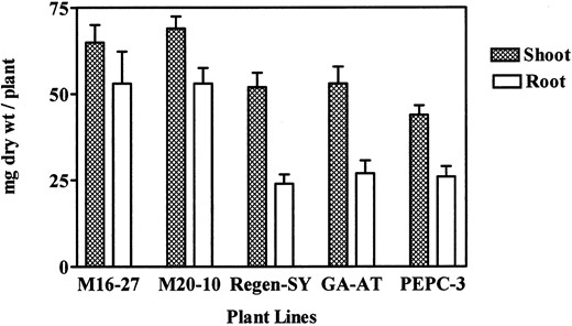 Biomass accumulation of transgenic and untransformed alfalfa lines. Plants were grown for 15 d in acid soil (pHH2O = 4.0, AlKCl = 71 μg mL−1). Bars = means + se(n = 10).