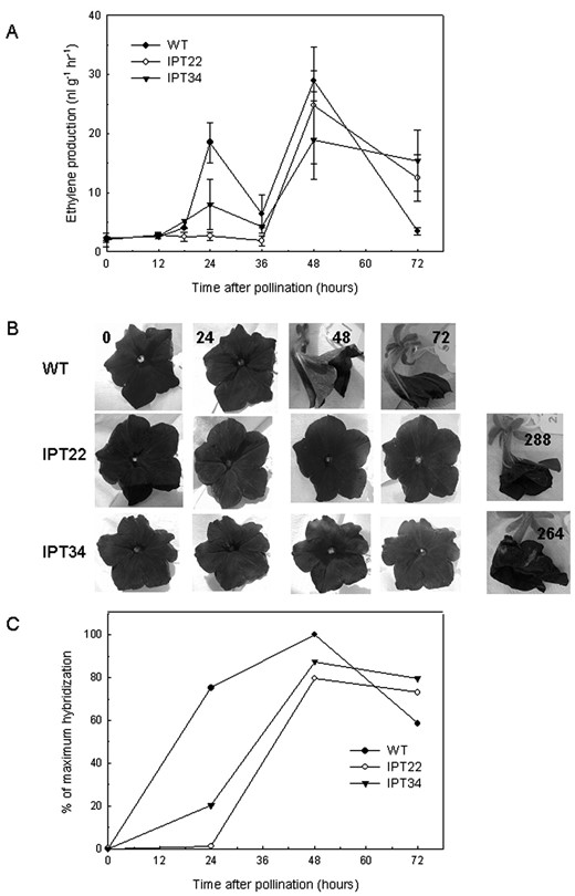 Pollination-induced ethylene production and senescence in WT versus IPT22 and IPT34 flowers. A, Ethylene production from corollas at various times after pollination. Values presented are the average of three independent experiments ± se (n = 12). B, Visual appearance of WT, IPT22, and IPT34 flowers after pollination. C, Changes in the mRNA levels of the ethylene biosynthetic gene ACC oxidase (phaco1). Signal intensity was quantified, and all values were normalized for RNA loading differences using ribosomal RNA. The sample with the highest hybridization signal was set at 100%, and all other values are presented relative to that sample.
