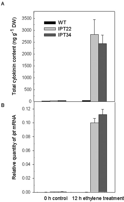 Changes in total cytokinin content (A) and the relative quantity of ipt mRNAs in corollas (B) after treatment of WT, IPT22, and IPT34 flowers with 2 μL L-1 ethylene for 0 or 12 h. Values represent the average of three replicates ± se.