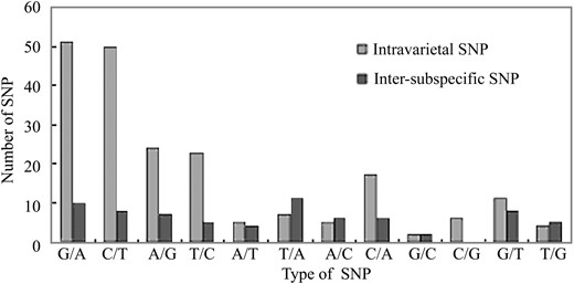 Comparisons of intravarietal and intersubspecific SNPs in rice chloroplast genomes. Intersubspecific SNPs are the ones found between japonica (Nipponbare-G) and indica (93-11). Intravarietal SNPs are those found within Nipponbare-G. The analysis was based on SNP types, including four transitions (G/A, C/T, T/C, and A/G) and eight transversions (A/T, T/A, A/C, C/A, G/C, C/G, G/T, and T/G). The oblique line (/) separates the major and minor genotypes in intravarietal SNPs and the major genotype in intersubspecific SNPs, respectively.