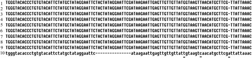 Sequence alignment of the I-15 InDel and three SNPs among different japonica varieties. The sequences were aligned around I-15 InDel from nine japonica varieties: MiYang46 (1), ShenNong1033 (2), Taibei309 (3), DV10 (4), DV85 (5), E32 (6), DiGu (7), CBB7 (8), and C418 (9). The 10th row is the published chloroplast sequence of Nipponbare-H from GenBank. SNPs are underlined and dashed lines indicate deletions.