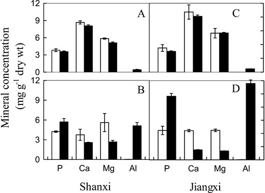 Effect of 10-d intermittent Al treatment on the concentrations of P, Ca, Mg, and Al in cv Shanxi (A, leaves; B, roots) and cv Jiangxi (C, leaves; D, roots). The intermittent Al treatment was conducted as follows: The plants after 10-d culture in nutrient solution were exposed to Al treatment solution (50 μ  m AlCl3 in 0.5 mm CaCl2 at pH 4.5) for 1 d and nutrient solution on alternative days for 10 d (black bars). For the treatment lacking Al, they were transferred to 0.5 mm CaCl2 solution at pH 4.5 for 1 d and nutrient solution on alternative days for 10 d (white bars). Values shown are means ± sd (n = 3).