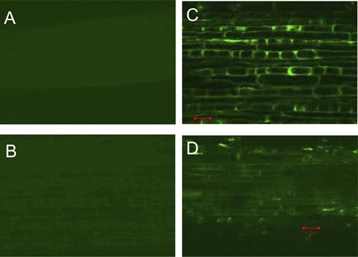 Al location as detected by the Morin fluorescence using confocal laser scanning microscopy. Confocal images of buckwheat cultivar roots of Jiangxi (A and C) and Shanxi (B and D) subjected to a 10-d intermittent treatment with CaCl2 solution (A and B) or AlCl3 solution (C and D). Bar represents 20 μm for images.
