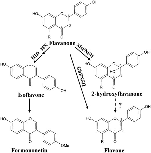 Partial diagram showing the flavone biosynthetic pathway. GhFNSII (CYP93B2) converts flavanones to flavones directly whereas MtFNSII produces a 2-hydroxyflavanone intermediate. The numbering schemes of carbon atoms are marked on the structures. The R group is either H or OH. When R = H (OH), the common names are liquiritigenin (naringenin), 2-hydroxyliquiritigenin (2-hydroxynaringenin), and 7,4′-dihydroxyflavone (apigenin), respectively. For isoflavones, only 5-deoxyisoflavonoids are shown.