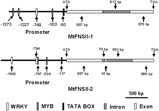 Structural diagram of MtFNSII-1 and MtFNSII-2 genes. The top drawing shows promoter and gene structure of MtFNSII-1. An 887-bp exon and a 676-bp exon are separated by one 617-bp intron. The bottom part shows the structure of MtFNSII-2 promoter and gene. Exons 1 to 3 are split by two introns. The length of the gene is in base pairs as shown in the size bar. The locations of various putative cis-elements of interests in promoter sequence, as identified using the PLACE database signal scan search (Higo et al., 1999), have been indicated. White box with dots represents exon; white box with dark upward diagonal lines is intron; white box is WRKY transcription factor binding motif; gray box is MYB transcription factor binding motifs; and black box is TATA box.
