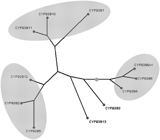 Phylogenetic comparison of deduced amino acid sequences of select FNS II-like genes from higher plants and green algae. FNS IIs were grouped into families based on sequence homology and substrate specificity. The FNS II sequences and corresponding GenBank accession numbers represented in this figure are as follows: CYP93B1 (licorice, AB001380), CYP93B2 (G. hybrida, AF156976), CYP93B3 (A. majus, AB028151), CYP93B4 (T. hybrida, AB028152), CYP93B5 (C. chinensis, AF188612), CYP93B6 (P. frutescens var. crispa, AB045592), CYP93B9v1 (V. hybrida, AB234903), CYP93B12 (M. truncatula, DQ335809), and CYP93B13 (G. triflora, AB193314). Of the sequences identified, MtFNSII-1 (CYP93B10) and MtFNSII-2 (CYP93B11) were most homologous to GeFNSII (CYP93B1) with 77% and 78% identity, respectively. Shaded ovals signify subfamily groupings.