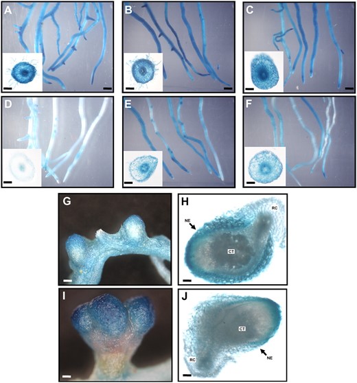 Tissue-specific distribution of MtFNSII-1 promoter-GUS and MtFNSII-2 promoter-GUS activities in transgenic hairy roots. MtFNSII-1 promoter is activated throughout the roots (A), while MtFNSII-2 promoter-GUS gene expression is very weak and hardly detected (D). The superficial GUS expression pattern of MtFNSII-1 promoter is not significantly altered with 8 h postinoculation with S. meliloti (B) and 6 h postinoculation with 100 μ  m MeJA (C). However, treatments with S. meliloti for 8 h (E) and MeJA for 6 h (F) induce a significant increase in expression of MtFNSII-2 promoter-GUS. Representative cross section of a transgenic hairy root at the corner showing GUS activity suggests that the increase in MtFNSII-2 promoter-GUS activity in the different sections seems to be due to a total increase in transcript levels. GUS activities are observed in the nodules on the transgenic hairy roots with transformation of MtFNSII-1 promoter-GUS (G and H) and MtFNSII-2 promoter-GUS (I and J). Scale bars in whole roots are 1 mm; in cross section of the roots are 100 μm; in G and I are 200 μm; H and J are 150 μm. CT, Nodule central tissue; RC, root cortex; NE, nodule epidermis.