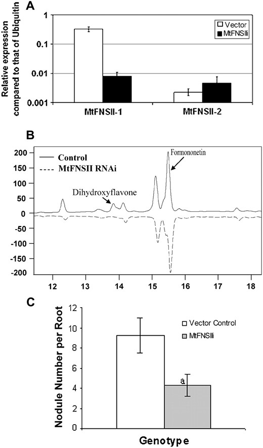 A, RNAi-mediated silencing of MtFNSII genes. Real-time RT-PCR analysis showed reduction of MtFNSII-1 gene and no significant changes in MtFNSII-2, which was not expressed in roots under normal conditions. B, RNAi-mediated MtFNSII silencing reduced dihydroxyflavone levels in M. truncatula hairy roots. C, Average nodule numbers per root in vector control (white bars); MtFNSII RNAi (gray bars) roots. Each data point is the average of at least 50 roots from 18 composite plants generated from three independent experiments. Error bars show se of means. “a” indicates significant difference from the respective vector control, based on Poisson's distribution analysis (P < 0.05).