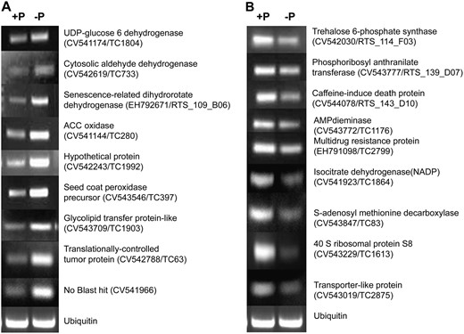 Verification of macroarray results by RT-PCR analysis. Selected genes identified as induced (A) or repressed (B) in P-deficient roots were evaluated. The ubiquitin gene was included as control for uniform RT-PCR conditions (bottom). The primer sequences and reaction conditions used are presented in Table V.