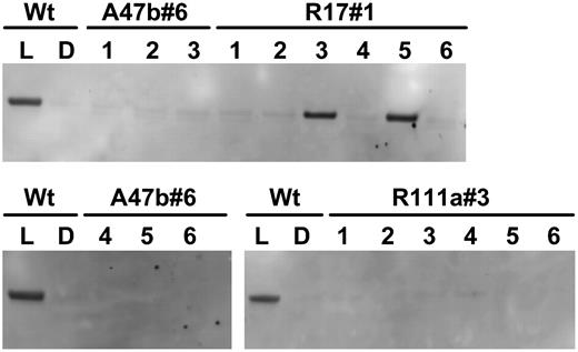 Immunodetection of phosphorylated PEPC in leaf extracts of F. bidentis wild type (Wt) and progeny of T1 transformants A47b#6, R111a#3, and R17#1 shown in Figure 1. Proteins were separated by SDS-PAGE. Plants were grown in a naturally lit glasshouse during June and July, 2006, and leaf discs were collected in the glasshouse for wild type either during the dark period (D) or at midday (L). Leaf samples for the progeny of T1 transformants were collected at midday in the light. (Samples were loaded on gels on an equal-leaf-area basis.) Phosphorylated PEPC was detected with the specific antibody and with anti-IgG alkaline phosphatase conjugate (Bio-Rad) as secondary antibody. Immunoblots were developed using the AttoPhos fluorescence substrate system (Promega). There were no other bands on the membrane.